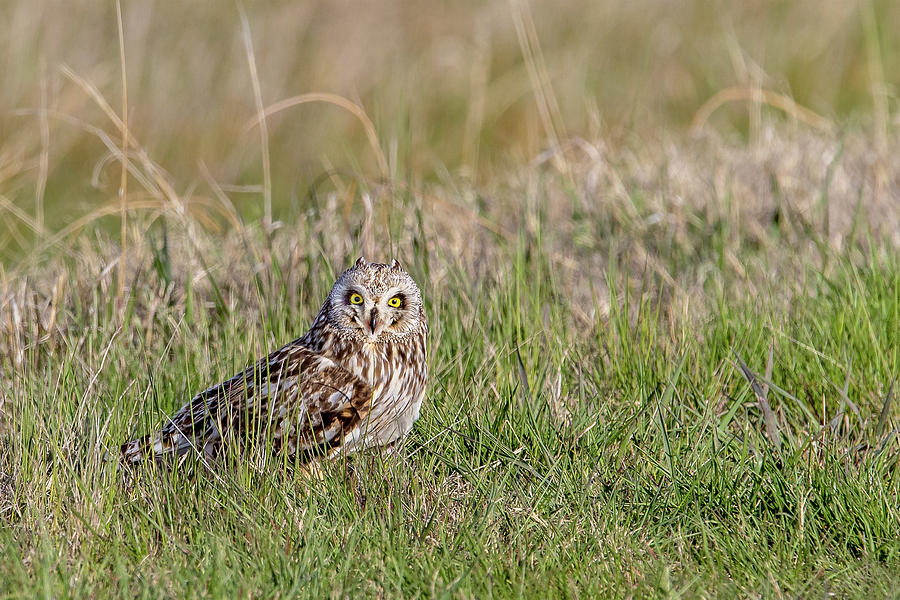 Short Eared Owl Photograph by Ronnie And Frances Howard Short Eared Owl Photograph by Ronnie And Frances Howard