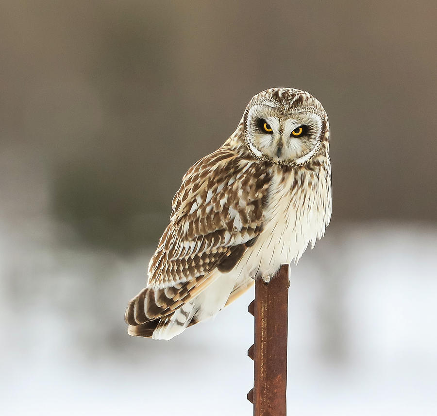 Short Eared Owl Photograph