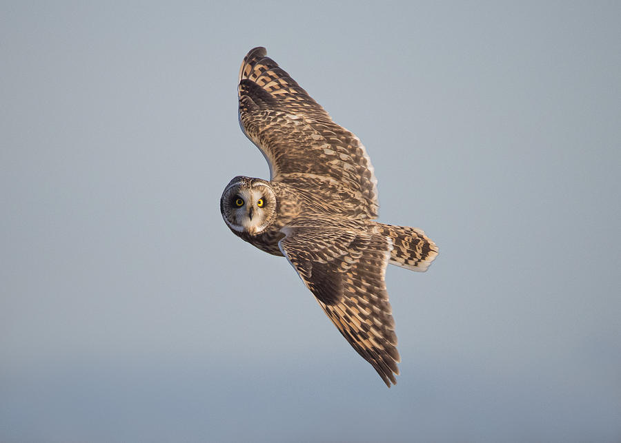 Wildlife Photograph - Short-eared Owl by Tony  Xu