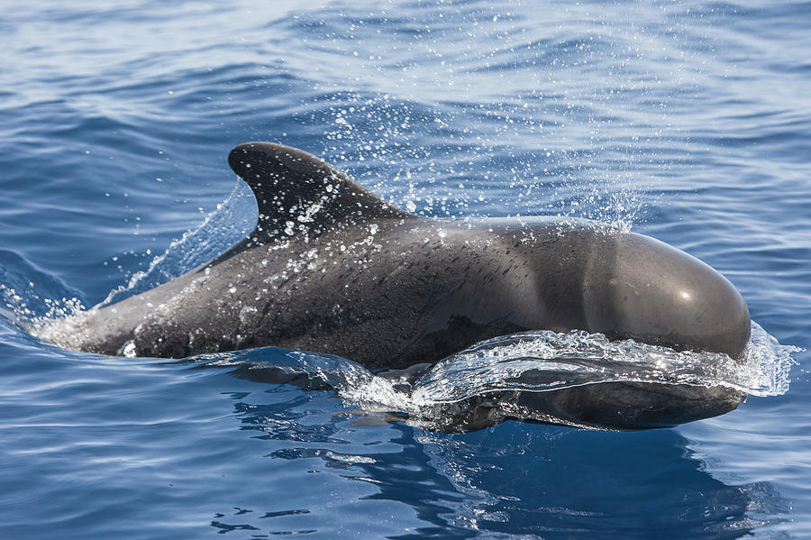 Short-finned Pilot Whale Surfacing, Tenerife, Canary Islands Photograph ...