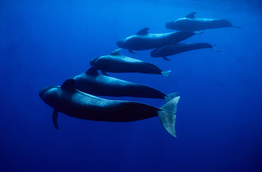 Short-finned Pilot Whales, Globicephala Photograph by Gerard Soury