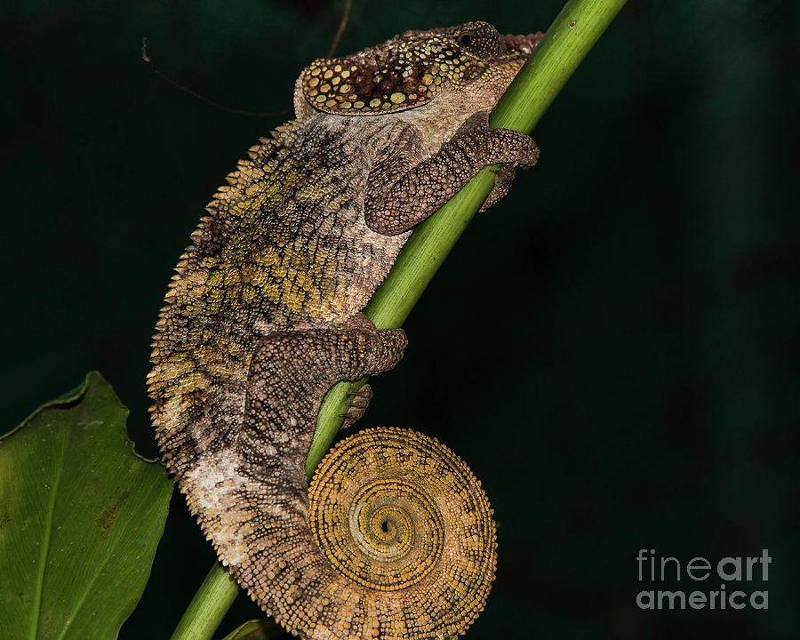 Short-horned Chameleon 2 Photograph by Claudio Maioli