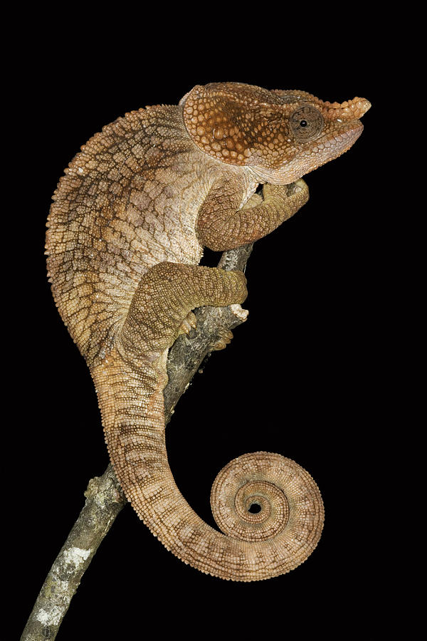 Short-horned Chameleon Against Black Photograph by Martin Harvey