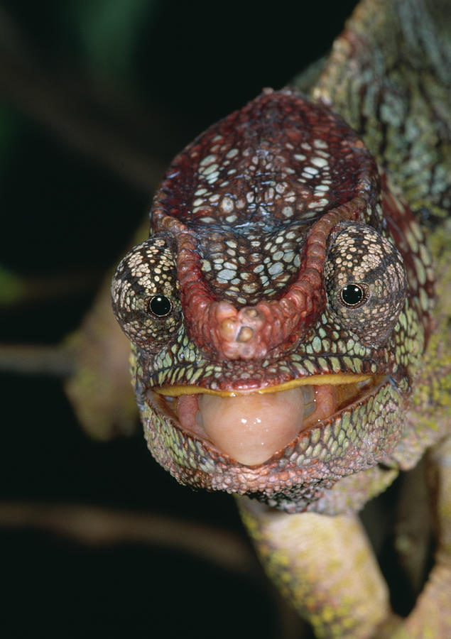 Short-horned Chameleon Chamaeleo Photograph by Nhpa