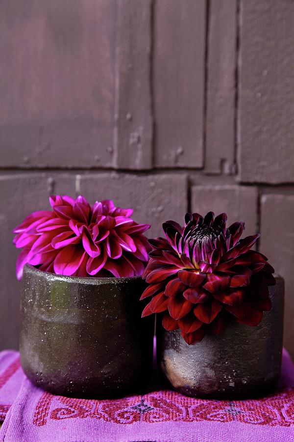 Short-stemmed Dark Red And Crimson Dahlias In Stoneware Beakers On Embroidered Linen Cloth Photograph by Anke Schtz