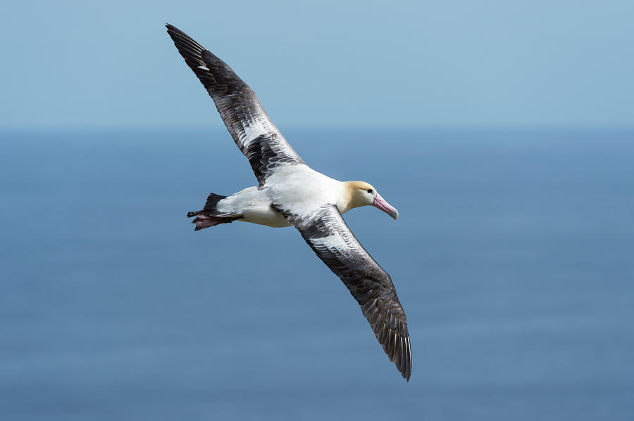 Short-tailed Albatross Flying Photograph by Tui De Roy