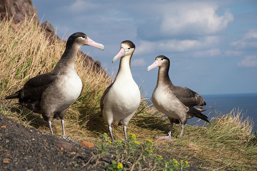 Short-tailed Albatross Trio At Nest Photograph by Tui De Roy