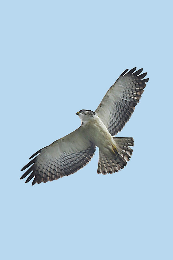 Short-tailed Hawk Photograph by Alan Lenk