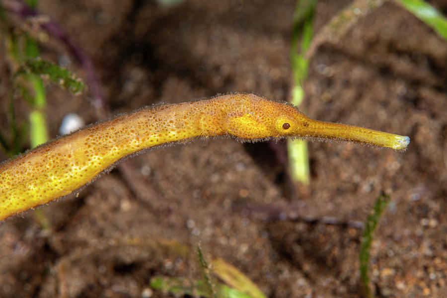 Short-tailed Pipefish Photograph by Andrew Martinez