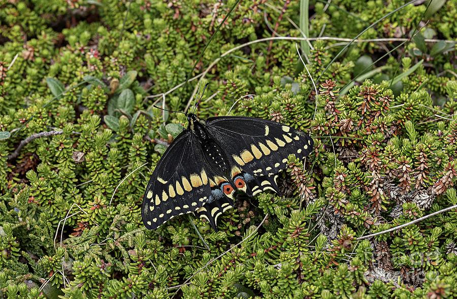 Short-tailed Swallowtail Butterfly Photograph by Bob Gibbons/science Photo Library
