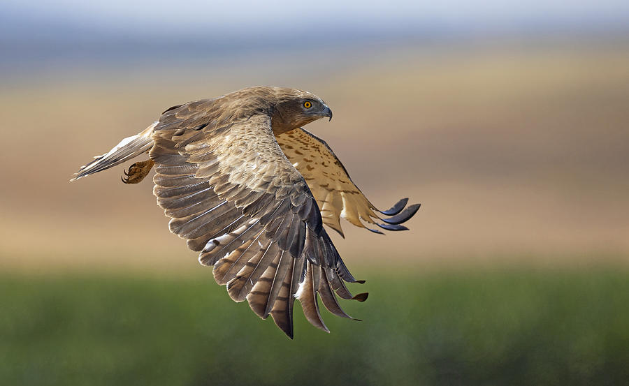Eagle Photograph - Short-toed Eagle by Shlomo Waldmann