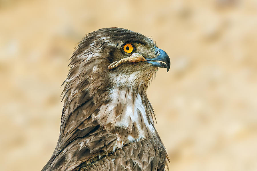 Short-toed Snake Eagle Photograph by Sherif Abdallah