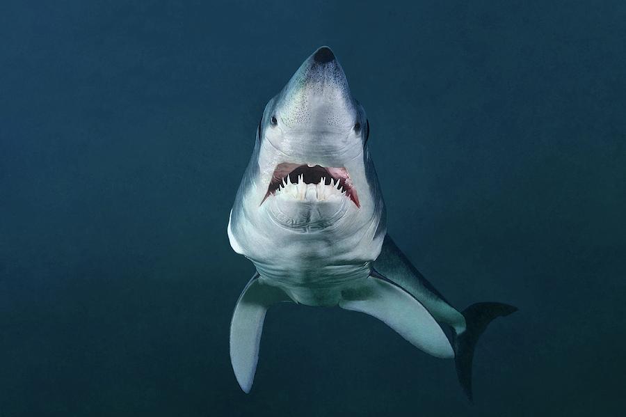 Shortfin Mako Photograph by Marevision - Fine Art America