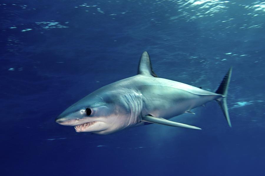 Shortfin Mako Sharks Photograph by James R.d. Scott