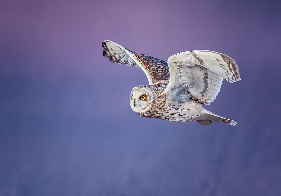Shot-eared Owl Photograph by Tao Huang