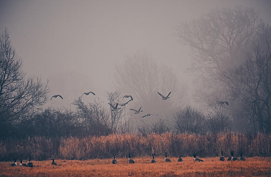 Geese Photograph - Should I Stay Or Should I Go Now by Stuart Williams