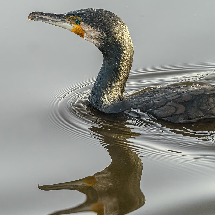 Shouting Reflection Photograph by Boris Lichtman - Fine Art America