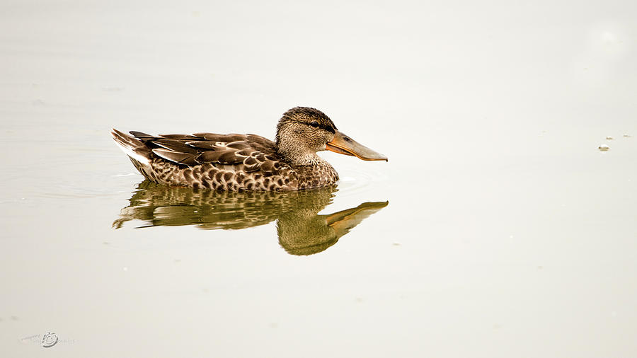 Shoveler the beautiful young one Photograph by Torbjorn Swenelius