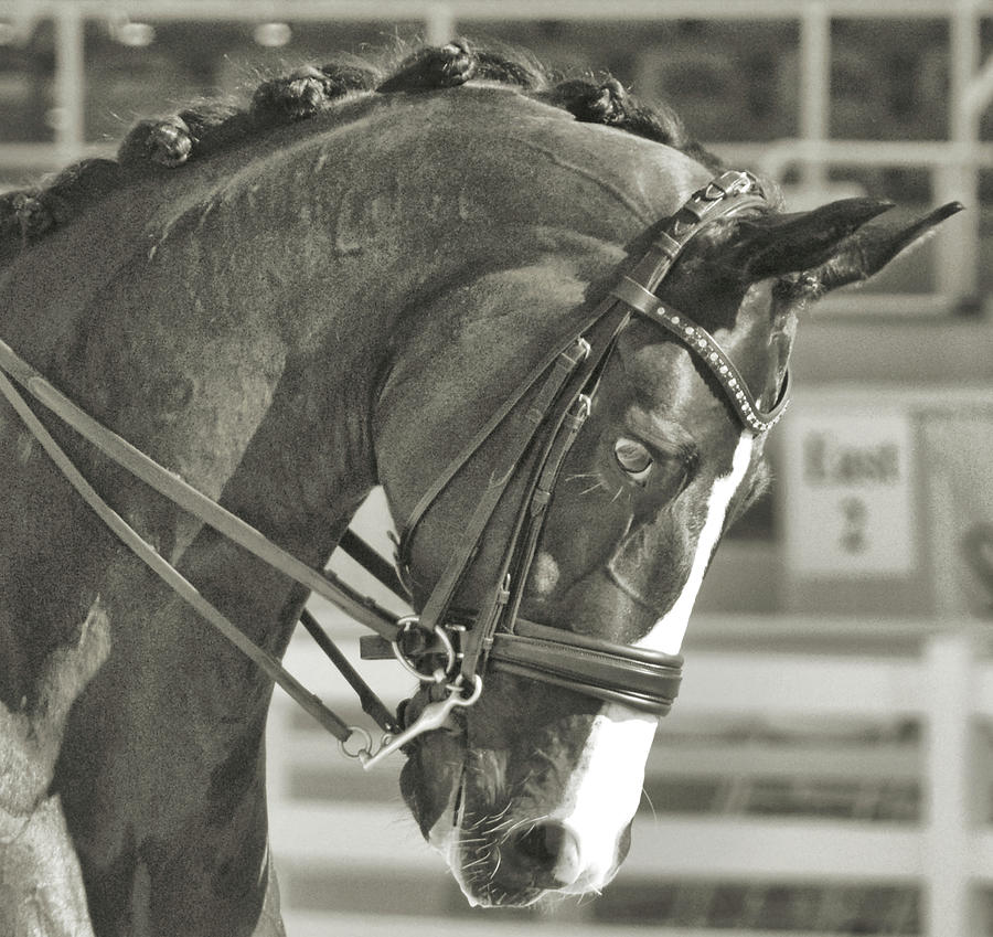 Show Focused Photograph by Dressage Design
