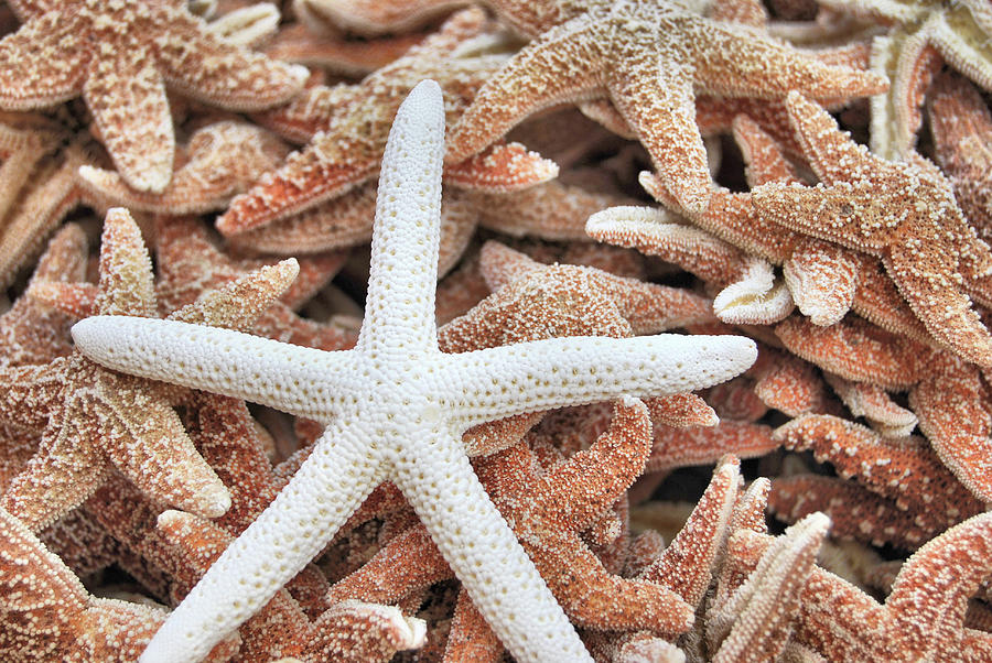 Show Off Starfish Photograph by JAMART Photography