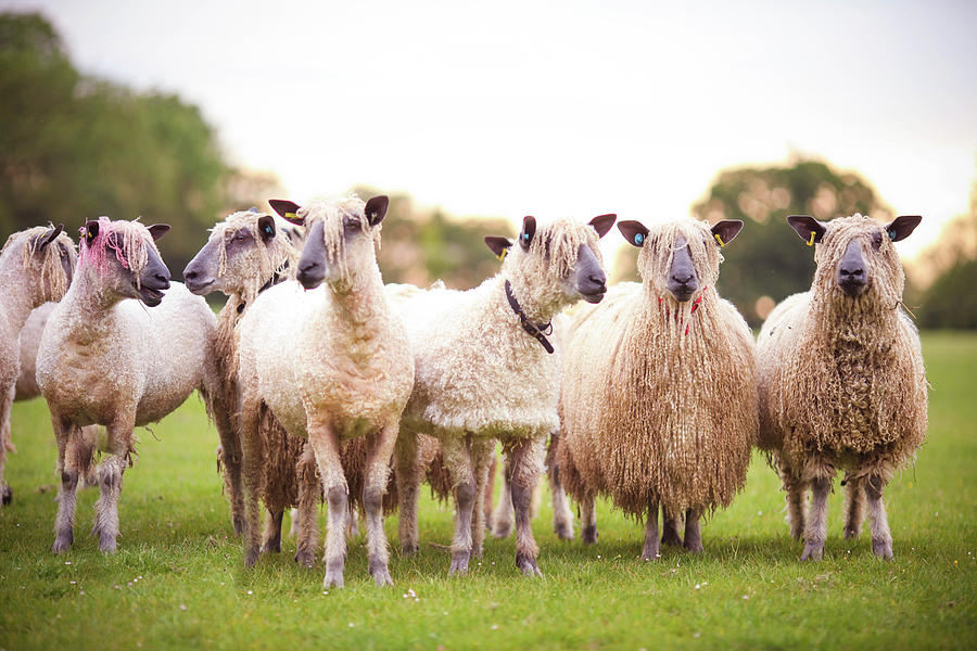Show Sheep Photograph by Olivia Bell Photography