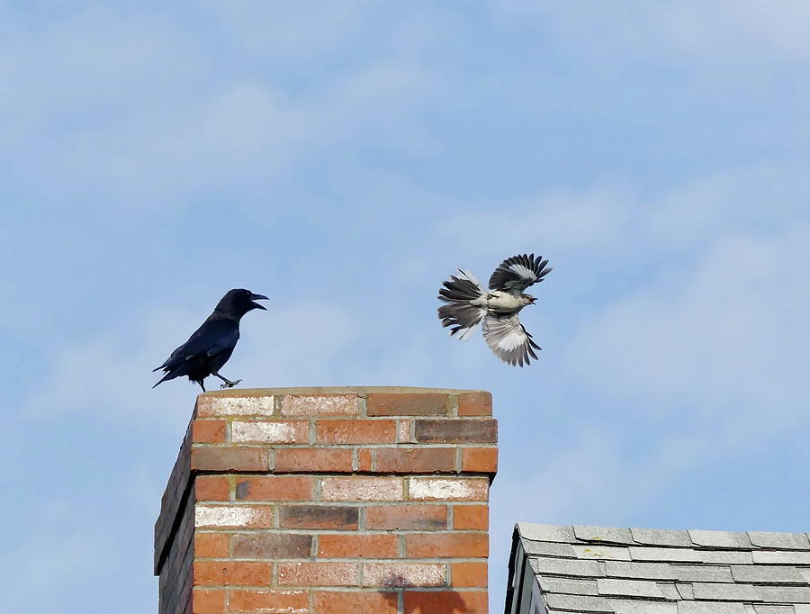 Mockingbird Photograph - Showdown in the Air by Lyuba Filatova