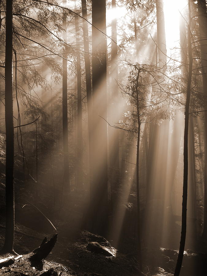 Shower Of Sunbeams In The Forest Photograph by Zennie