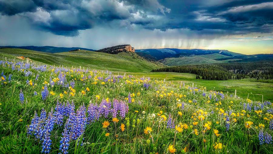 Flower Photograph - Showers And Flowers - Big Horn National Forest by Usfs