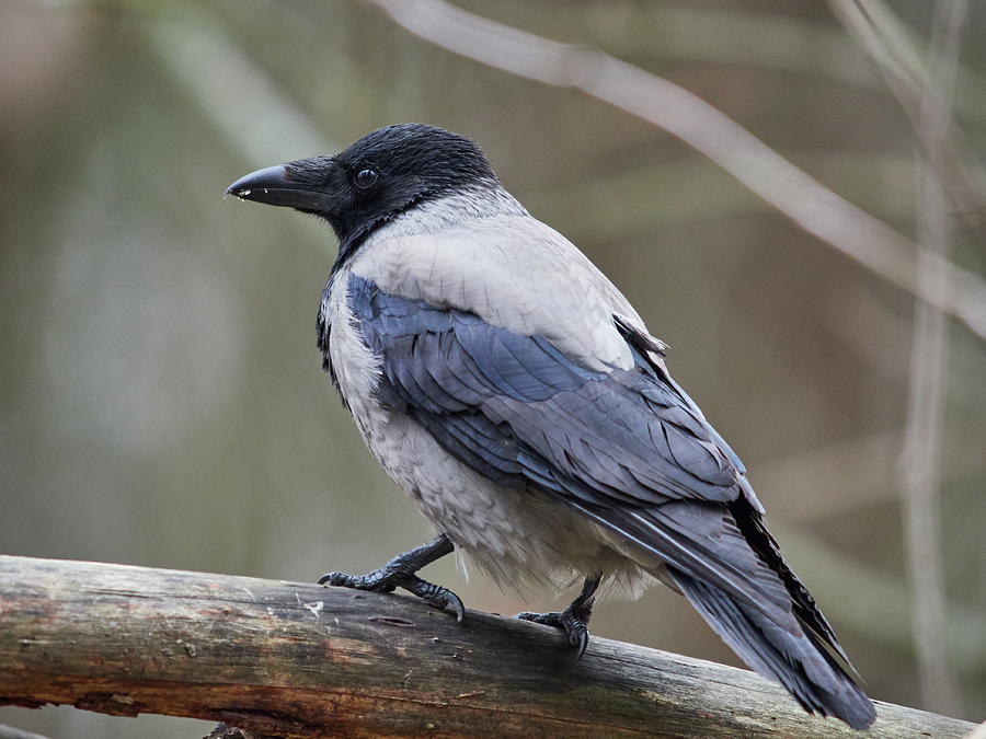 Showing the profile. Hooded Crow Photograph by Jouko Lehto - Fine Art ...