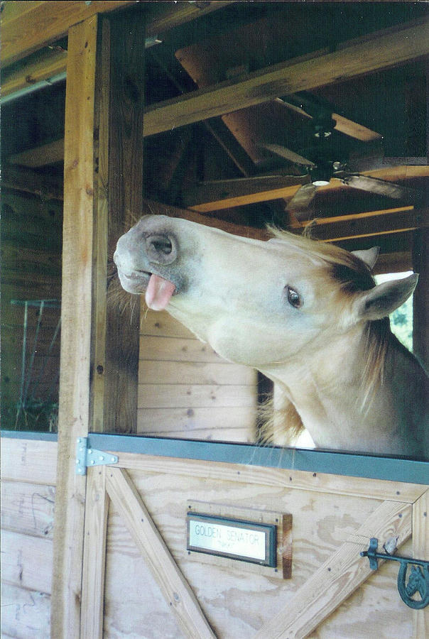 Such a Silly Horse Photograph by Barbie Batson