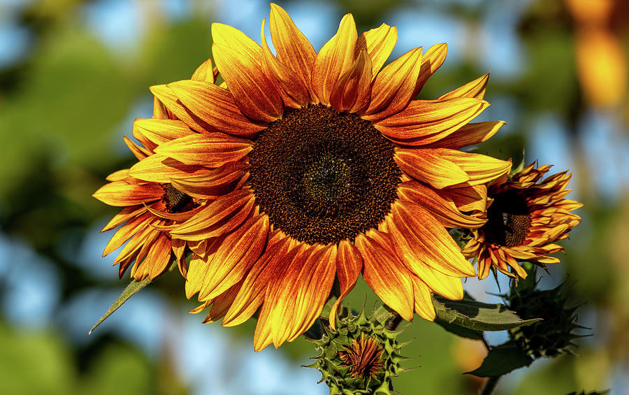 Showoff Sunflower Photograph by Marcy Wielfaert