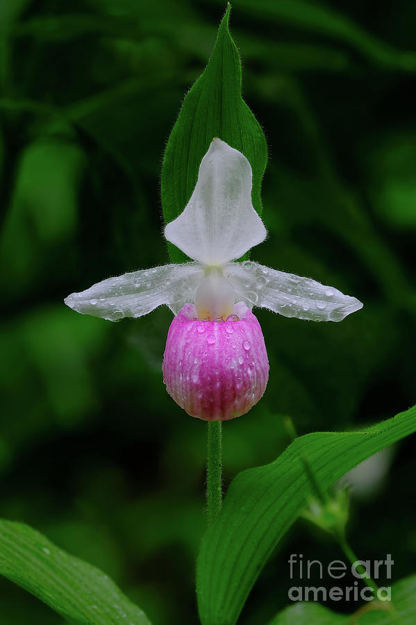 Showy Lady Slipper Photograph by Bill Frische