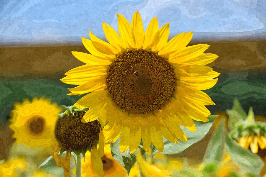Showy Sunflower Oil Painted Digital Art Photograph by Sandi OReilly