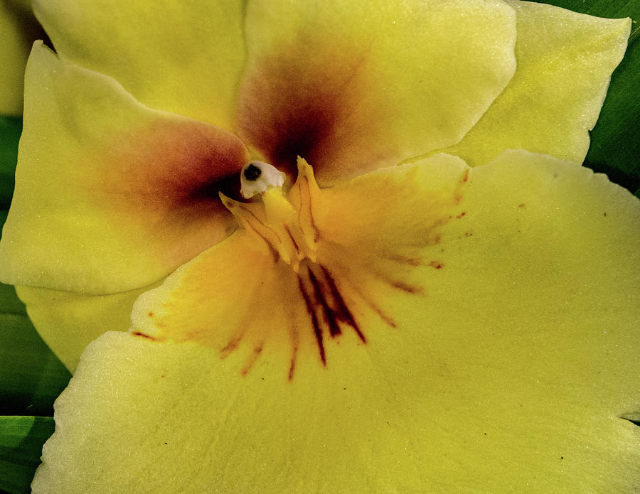 Showy Yellow Orchid Photograph by Jean Noren