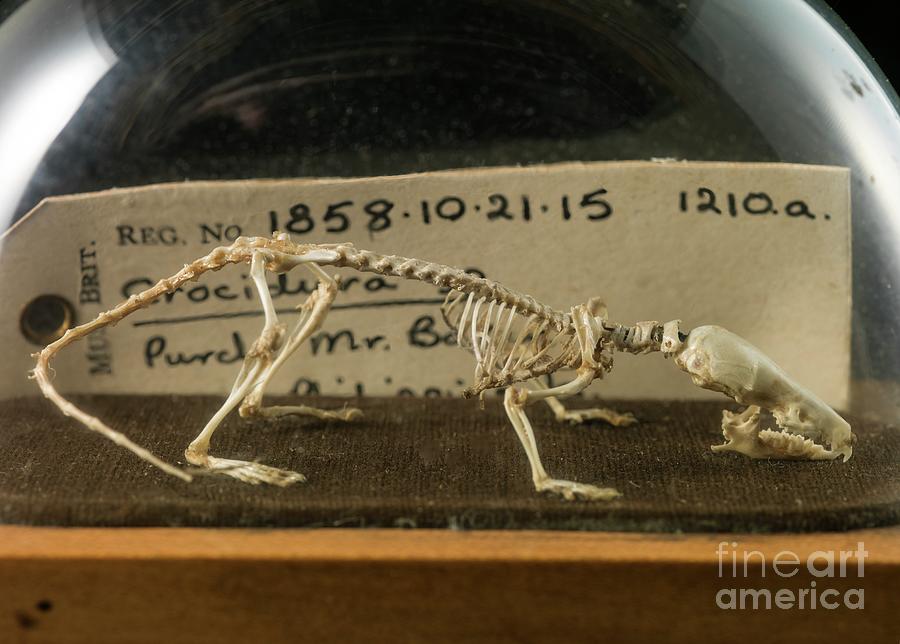 Shrew Skeleton Photograph by Natural History Museum, London/science Photo Library