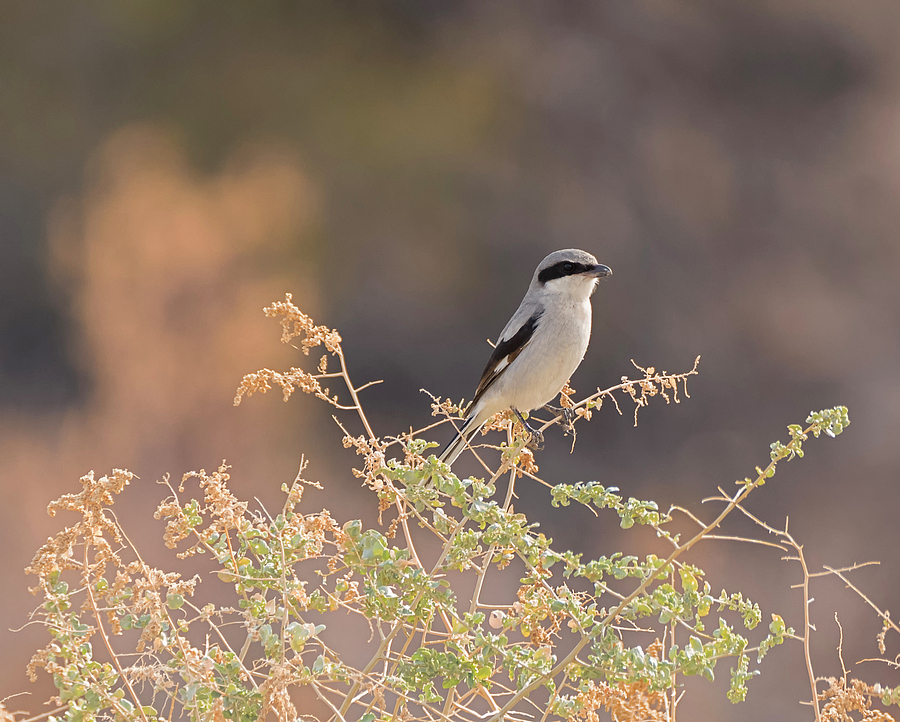 Shrike in the Morning Light Photograph by Loree Johnson