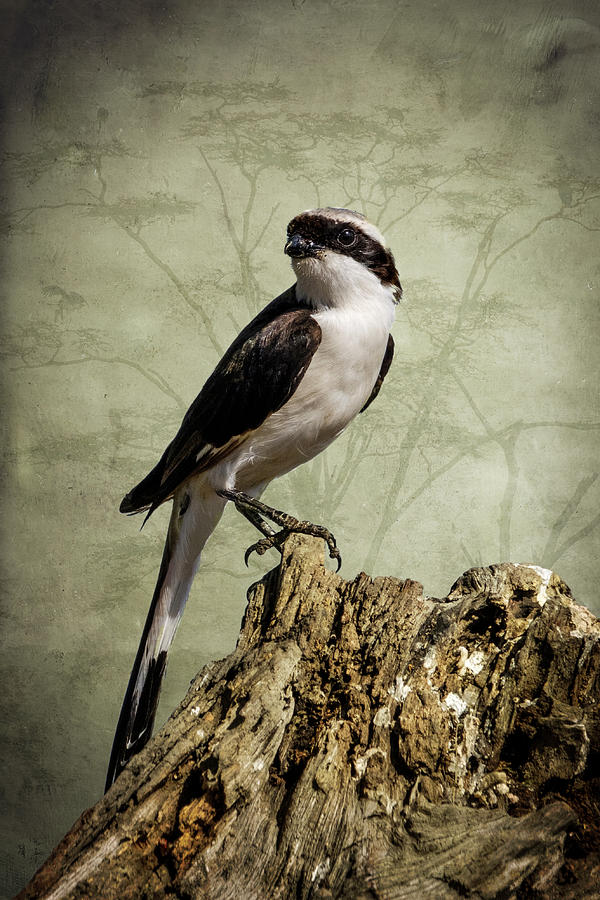 Bird Photograph - Shrike of the Serengeti by Mary Lee Dereske