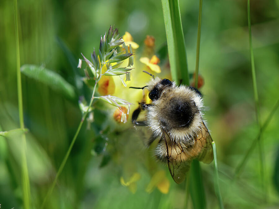 Shrill Carder Bee, The Uk's Rarest Bumblebee, Feeding On Photograph by ...