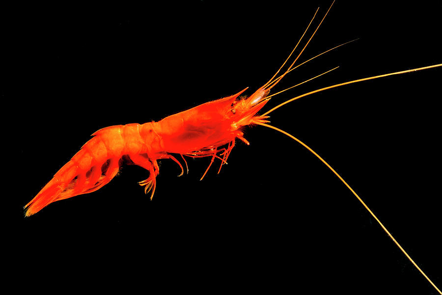 Shrimp Acanthephyra Acutifrons Photograph by Dante Fenolio