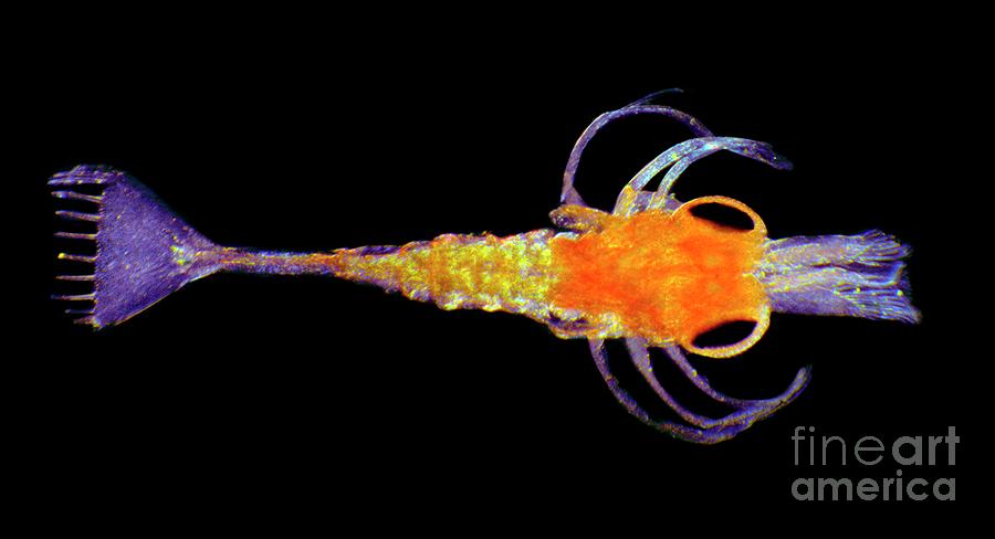 Shrimp Larva Photograph by Dr Keith Wheeler/science Photo Library