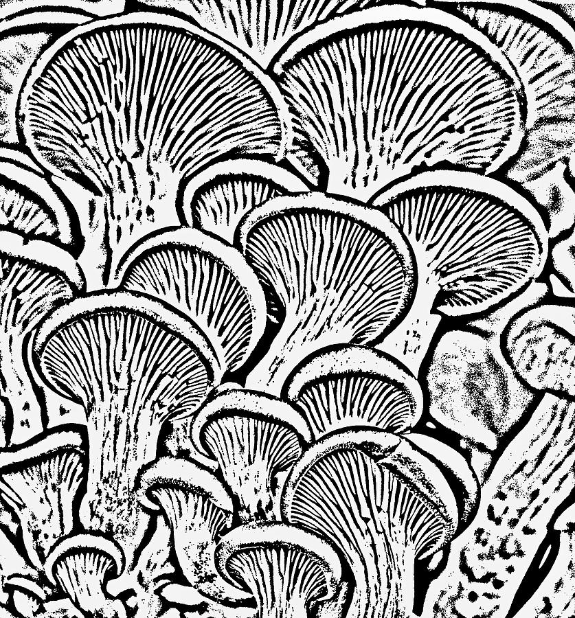 Mushroom Photograph - Shroom Zoom by Tom Vaughan
