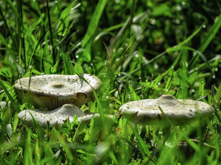 Shrooms in the Dewy Grass Photograph by Denise Winship