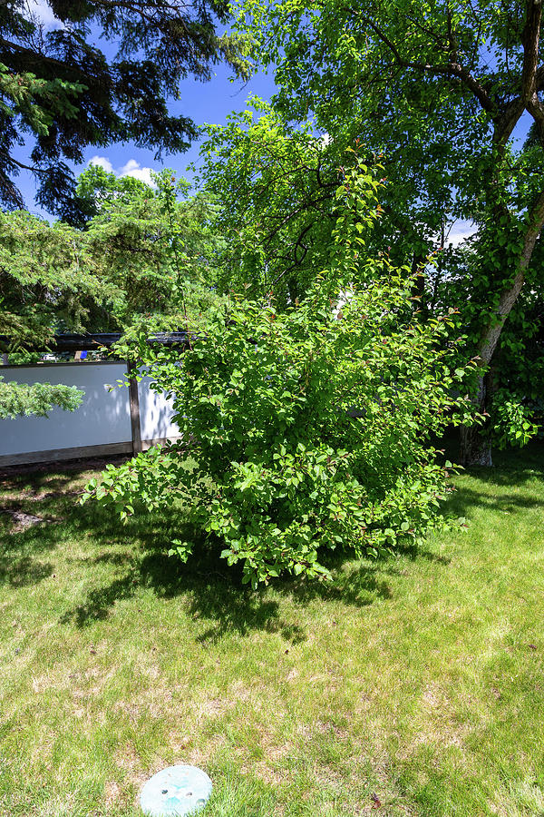 Shrub in the Garden by Tom Buchanan Shrub in the Garden by Tom Buchanan