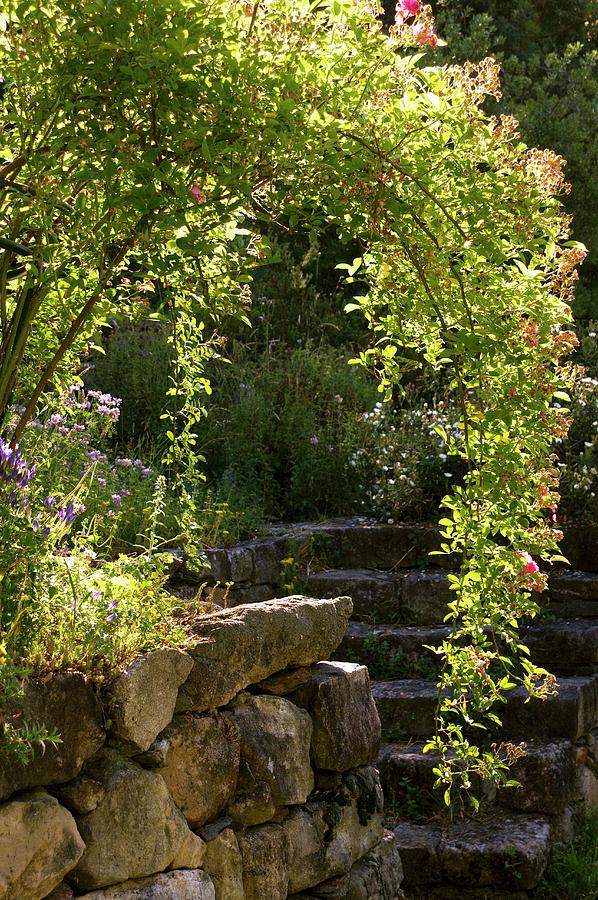 Shrub Rose Growing In Arc On Stone Wall With Stone Steps And Herb Garden In Background Photograph by Franziska Pietsch