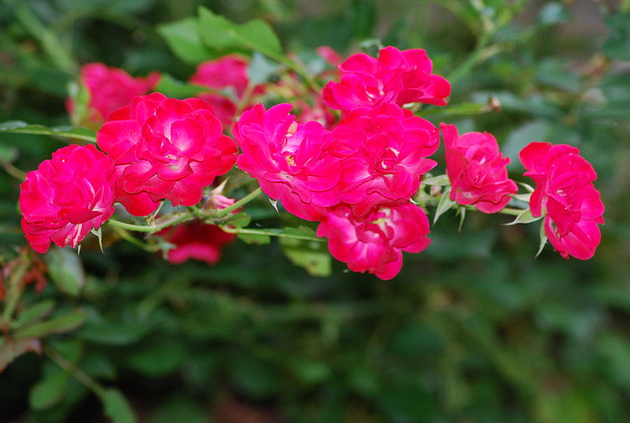 Shrub Roses Photograph by Ee Photography