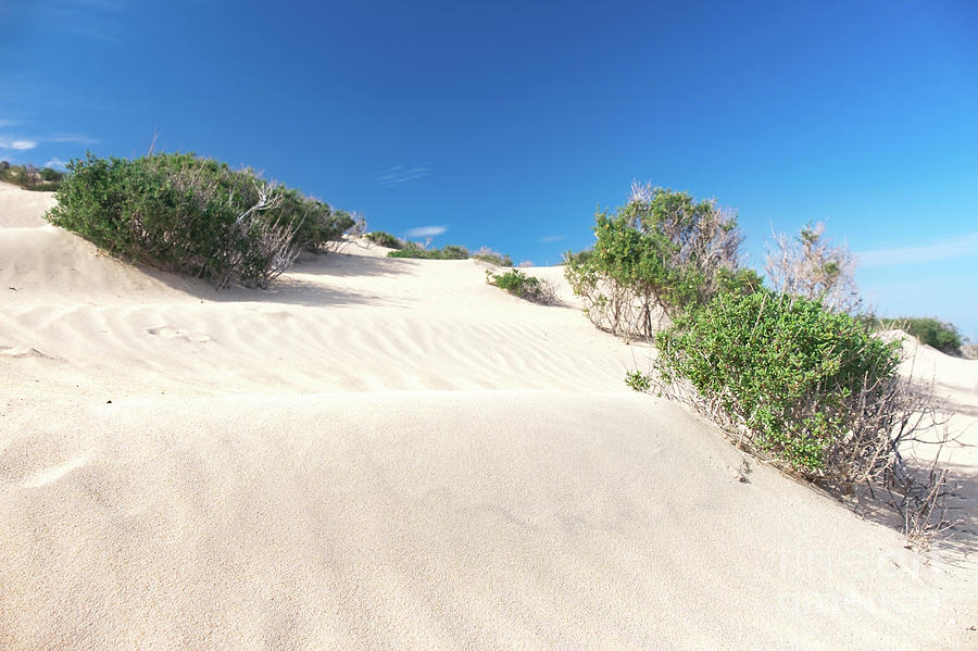 Shrubs On Sand Dune Photograph by Wladimir Bulgar/science Photo Library