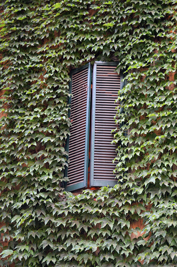 Shuttered Window Immersed in Ivy Rome Italy Photograph by Shawn OBrien