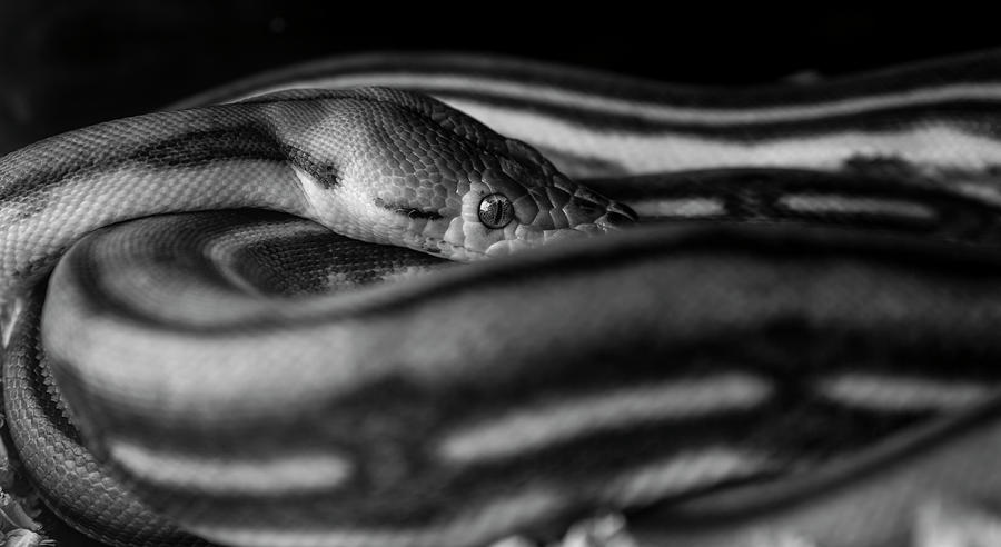 Shy Ball Python_bw Photograph by Danny Pugh - Pixels