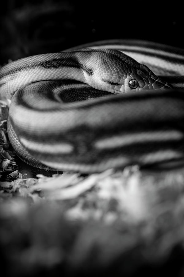 Shy Ball Python_vert_bw Photograph by Danny Pugh - Fine Art America