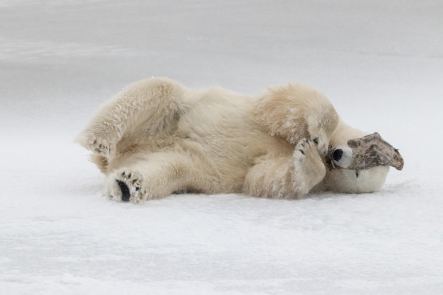 Shy Bear Photograph by Alessandro Catta - Pixels